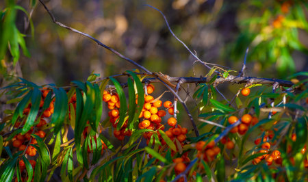 Sea buckthorn is used to treat heart disease, skin conditions, edema (inflammation), and other...
