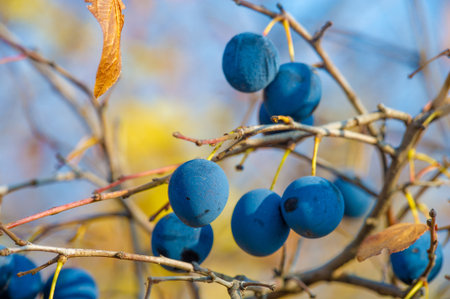 Prunus spinosa, called blackthorn or sloe, Suitable for canned food, but tart enough for food. To create a hedge. The juice is used in the production of port wine. Blackthorn gin.の写真素材