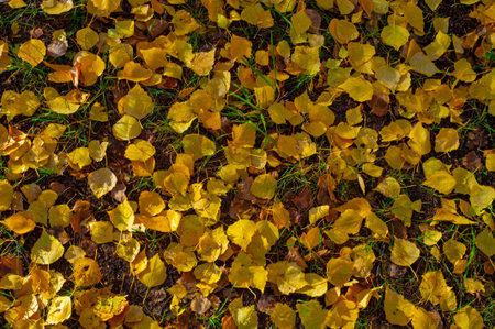 The best time of the year Colorful autumn leaves of birch, deciduous tree with white bark and with...