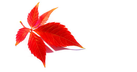 Autumn leaves on a white background. Autumn leaves don't fall, they fly. They take their time and...