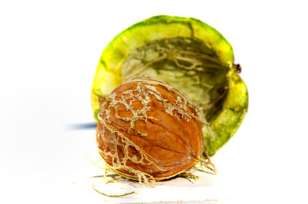 Walnut. Walnuts are the only liquid that tastes good hot or cold.