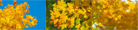 Symbolizes the sadness and beauty of autumn. Captures the charm and charm of the changing seasons....