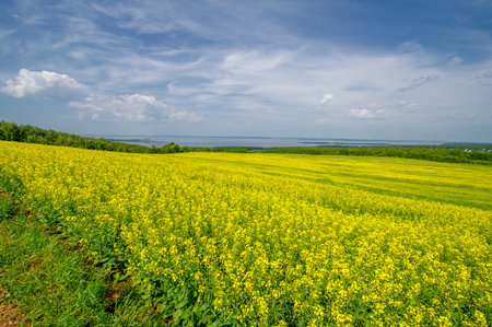 The yellow field is a hallmark of rapeseed cultivation. Rapeseed is an important source of vegetable oil and protein flour. The crop is very versatile. It can be used as a biofuel, animal feed,の写真素材