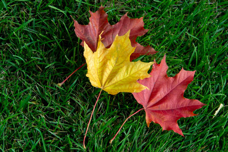 Autumn maple leaf, a flattened structure of a higher plant, similar to a blade that attaches...
