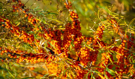 Sea buckthorn contains vitamins A, B1, B2, B6, C and other active ingredients. It may have some...
