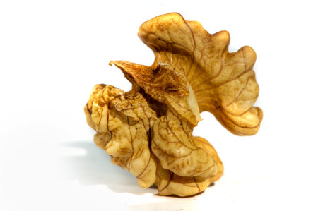 Walnut.の写真素材