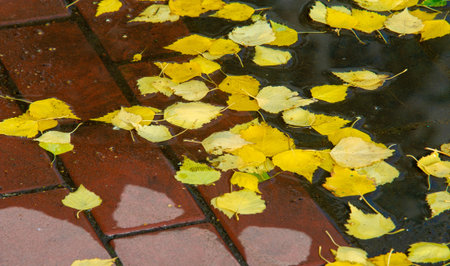 Autumn photography, leaves in the fall, At this time of the year the trees seem to come to life, breaking from orange, red and copper flowersの写真素材