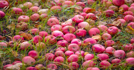 Apples fall from the tree to the ground. Apple orchard and many fallen rotting fruits under the tree...