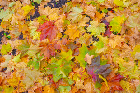 Autumn maple leaf, a flattened structure of a higher plant, similar to a blade that attaches...