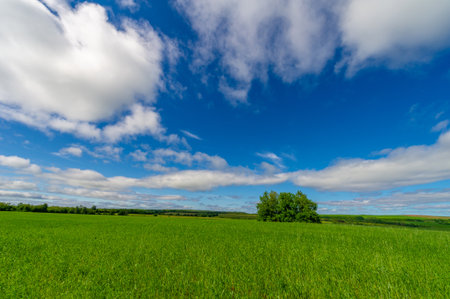 Spring photography, young shoots of cereals. Ripening wheat. Green shoots of photosynthesis under the bright sun. Phosphorus and nitrogen fertilizers introducedの写真素材