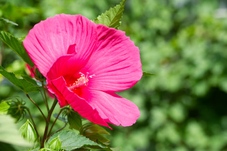 Hibiscus rosa-sinensis, the Chinese rose, is only semi-hardy, so it is often grown as a summer bedding flower.の写真素材
