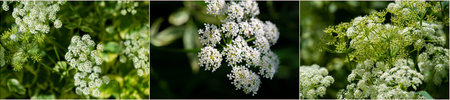 Achillea millefolium, Yarrow is a medicinal plant with numerous health benefits. Its English name...