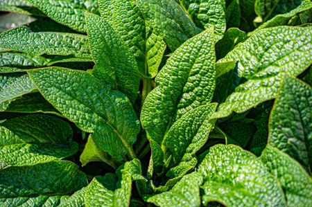 Texture The design of the flower bed includes a strict pattern with green leaves. The emphasis is on...