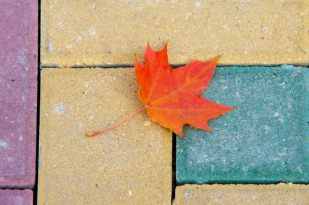 Autumn maple leaf, a flattened structure of a higher plant, similar to a blade that attaches directly to the stem or through the stem. Leaves are the main organs of photosynthesis and transpirationの写真素材