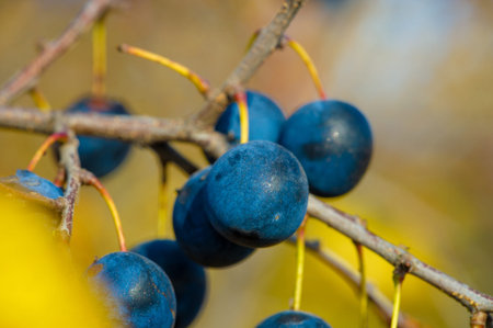 Prunus spinosa, called blackthorn or sloe, Suitable for canned food, but tart enough for food. To create a hedge.の写真素材