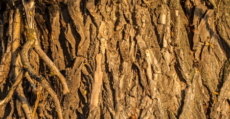 Capture the beauty of natural textures and patterns. Study the intricate details of tree bark at...