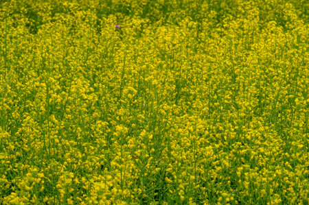 Canola is a valuable source of oil and protein Yellow fields filled with rapeseed are a common sight...