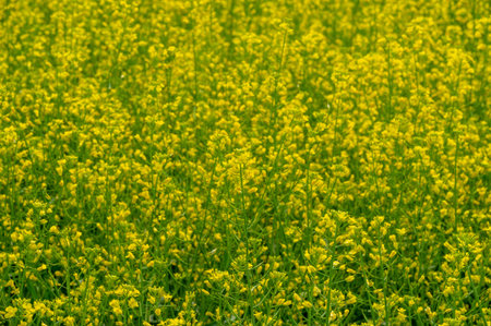 Canola is a valuable source of oil and protein Yellow fields filled with rapeseed are a common sight...