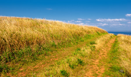 Summer landscape. Sunny warm day. Green grass. Blue sky with a small cloud cover.の写真素材