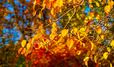 Autumn leaves on the branches of trees. No spring and summer beauty has such grace as I saw in one...