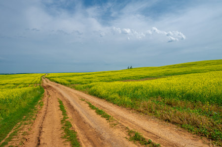 Canola is a valuable source of oil and protein Yellow fields filled with rapeseed are a common sight in many parts of the world. Rapeseed oil is used in many industries,の写真素材