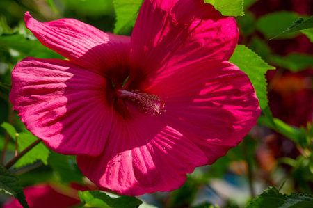 Hibiscus rosa-sinensis, the Chinese rose, is only semi-hardy, so it is often grown as a summer bedding flower.の写真素材
