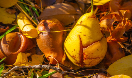 Autumn fruits fell to the ground. There is something incredibly nostalgic and meaningful about the annual fall fruit cascade.の写真素材