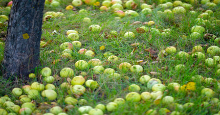 Apples fall from the tree to the ground. Apple orchard and many fallen rotting fruits under the tree...