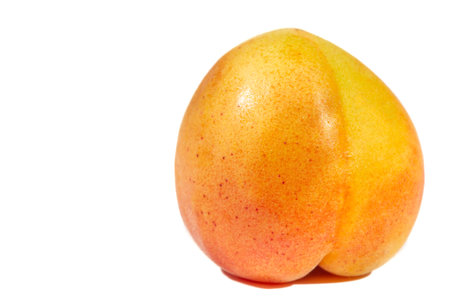 Apricot. A rare heritage variety from England in the early 1800s. The fruits are small to medium and have a very "apricot" flavor. Bright orange flesh, juicy and sweet when ripe, stone.の写真素材