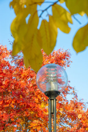 autumn landscape, sketch of autumn in the photo, yellow burgundy red leaves, summer petition, joyful picturesの写真素材