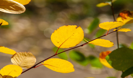 autumn, sketch of autumn in the photo, yellow burgundy red leaves, summer petition, joyful pictures