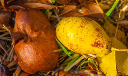 Autumn fruits fell to the ground. There is something incredibly nostalgic and meaningful about the annual fall fruit cascade.の写真素材