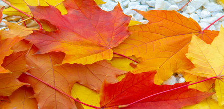 autumn landscape, sketch of autumn in the photo, yellow burgundy red leaves, joyful pictures