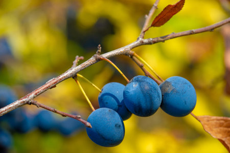 Prunus spinosa, called blackthorn or sloe, Suitable for canned food, but tart enough for food. To create a hedge.の写真素材