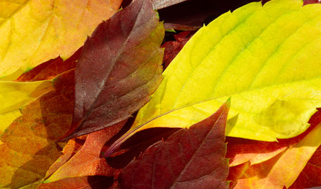 Autumn leaves on a white background. Summer makes me sleepy. Autumn makes me sing. Winter is pretty...