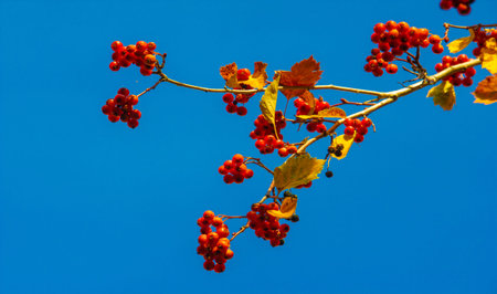 autumn landscape, sketch of autumn in the photo, yellow burgundy red leaves, summer petition, joyful...