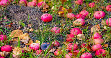 Apples fall from the tree to the ground. Apple orchard and many fallen rotting fruits under the tree on garden land in autumn in the countrysideの写真素材