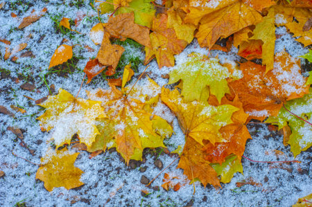 Autumn maple leaf, a flattened structure of a higher plant, similar to a blade that attaches directly to the stem or through the stem. Leaves are the main organs of photosynthesis and transpirationの写真素材