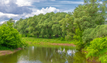 summer, thunderclouds, blue sky, floodplain meadow fields, the aroma of summer colors and a variety of wildflowersの写真素材