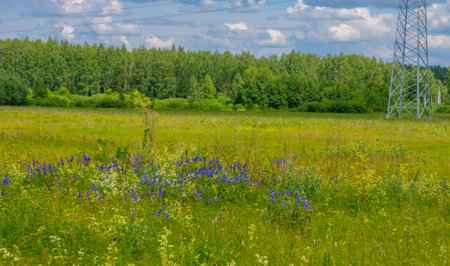 summer, thunderclouds, blue sky, floodplain meadow fields, the aroma of summer colors and a variety of wildflowersの写真素材