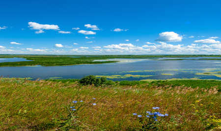 summer photography, a river overgrown with reeds, blue sky with white clouds, blue water covered with duckweed, river floodplain, sultry summer dayの写真素材