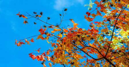 Autumn leaves on the branches of trees. Autumn is the hardest time of the year. All the leaves fall...