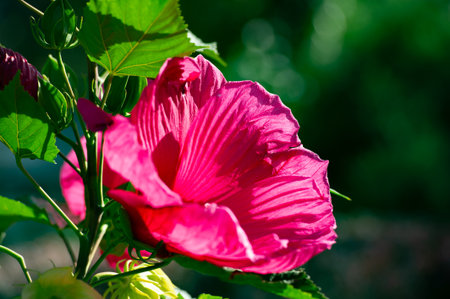 Hibiscus rosa-sinensis, the Chinese rose, is only semi-hardy, so it is often grown as a summer bedding flower.の写真素材