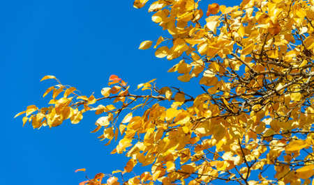 Autumn leaves on the branches of trees. There is something incredibly nostalgic and meaningful about the annual fall leaf cascade.の写真素材