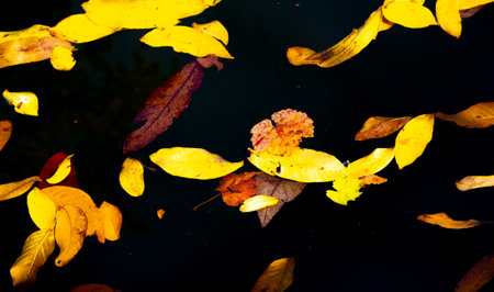 Leaves autumn. Swimming pool with surface water strewn with autumn leavesの写真素材