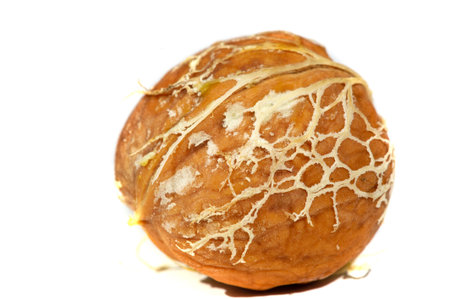 Walnut. Walnut is a stimulant, but too much caffeine is a depressant.の写真素材