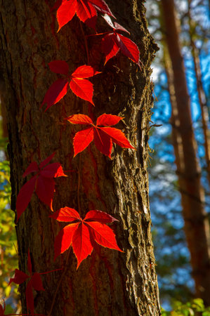 Colorful Autumn Parthenocissus quinquefolia, Wild Grape. Abstract Red and Orange Autumn Leaves Background.の写真素材