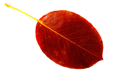 Autumn leaves on a white background. Each leaf speaks to me of bliss, fluttering on the autumn tree....
