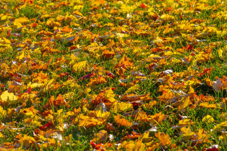 Autumn maple leaf, a flattened structure of a higher plant, similar to a blade that attaches directly to the stem or through the stem. Leaves are the main organs of photosynthesis and transpirationの写真素材