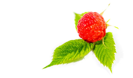 Raspberry. In late summer, native raspberries make their way from the fields to your refrigerator in...